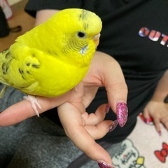 【里親決定】セキセイインコ  ペア