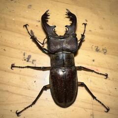 ミヤマクワガタ　♂️　一頭