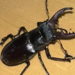 ミヤマクワガタ　小型　♂️　二頭