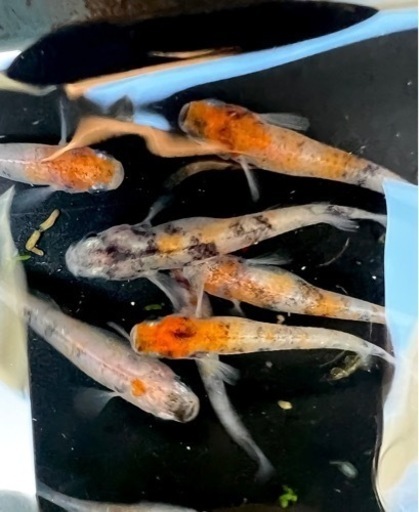 三色メダカ　稚魚20匹＋α