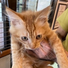 ロングヘア茶トラ男の子🐈里親さん決定