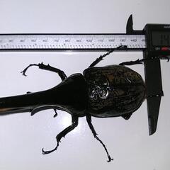 ヘラクレスオオカブト　♂　147mm　未使用　後食開始の画像