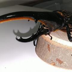 ヘラクレスオオカブト　♂　147mm　未使用　後食開始の画像