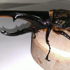 ヘラクレスオオカブト　♂　147mm　未使用　後食開始