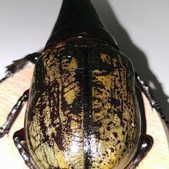 ヘラクレスオオカブト　♂　147mm　未使用　後食開始の画像
