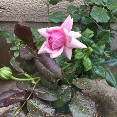 鉢植え薔薇アストレ、ローズポンパドール、テディーベアー　の画像