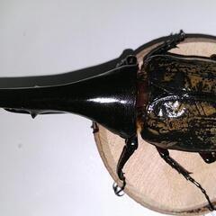 ヘラクレスオオカブト　♂　147mm　未使用　後食開始の画像