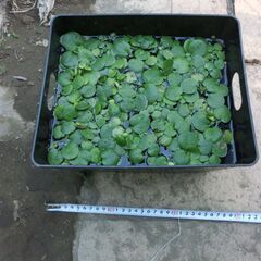 ⭐20本程お渡しいたします⭐（大小あり）⭐浮きくさ、⭐アマゾン、...