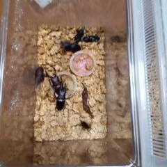 クワガタお売りします！の画像