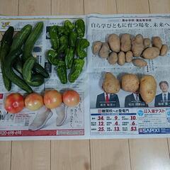 決まりました♪無農薬野菜セット