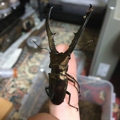 外国産クワガタ虫　カブトムシ虫　新成虫