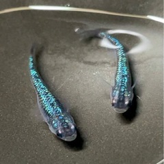 【お譲り先決まりました！】希少種『ラズリー』メダカの有精卵　10個＋α 第2回の画像