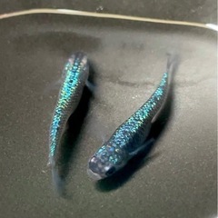 【お譲り先決まりました！】希少種『ラズリー』メダカの有精卵　10個＋α 第2回の画像