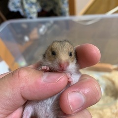 ゴールデンハムスター
