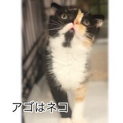 子猫ちゃん（軽度のハンディがある子です。）●●アゴはネコでお世話...