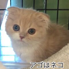 後ろ足（片足）にハンディのある子です。●●アゴはネコでお世話・里親募集中●●の画像