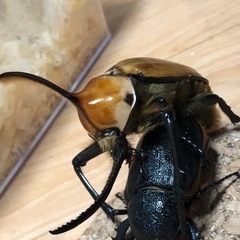 幼虫5頭ｺﾞﾛﾌｧﾎﾟﾙﾃﾘ92×50超良型血統格安！限定3セットの画像