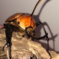 幼虫5頭ｺﾞﾛﾌｧﾎﾟﾙﾃﾘ92×50超良型血統格安！限定3セット