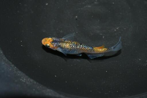 上州メダカ様作出  蒼煌  幼魚 5匹セット 期間限定