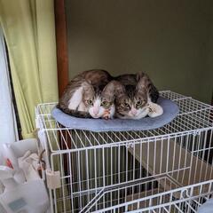 姉妹猫