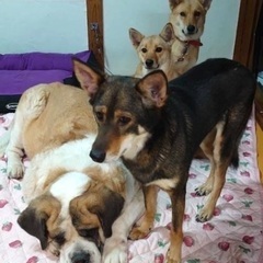 シェルターで犬猫のお世話、週１回以上できる方希望しています。 - ボランティア