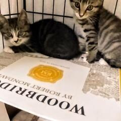 ２ヶ月の子猫兄弟☘️