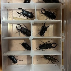 値下げしました‼️天然ノコギリクワガタ　ペア‼️ の画像