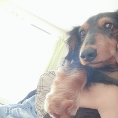 ダックス