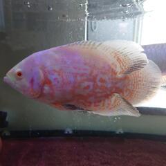 熱帯魚大型魚🐠