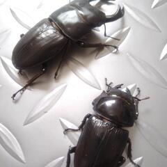 オオクワガタ♂♀ペア:クリアスライダーケース付きの画像