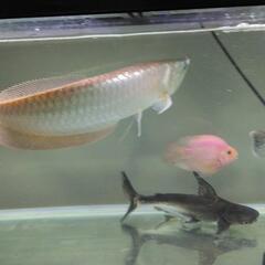 大型熱帯魚、水槽、【決まりました】の画像