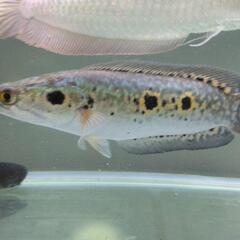大型熱帯魚、水槽、【決まりました】の画像