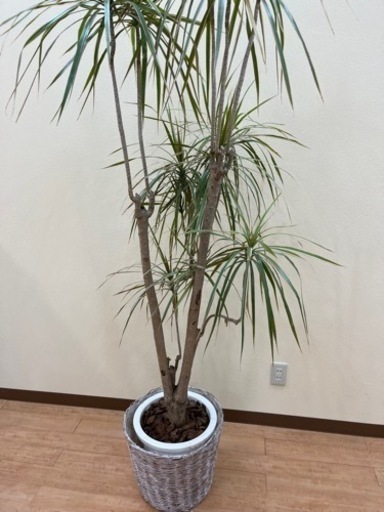 観葉植物
