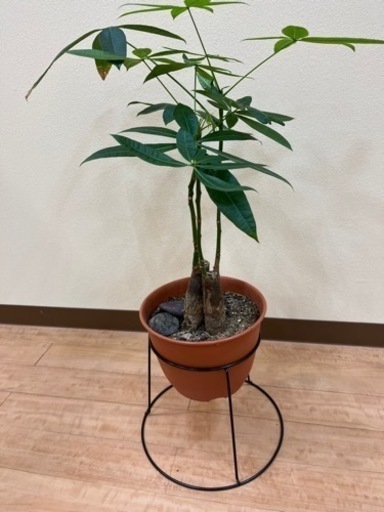 観葉植物セット