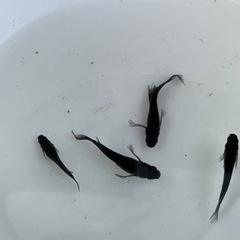 黒揚羽メダカ(ヒレ長)