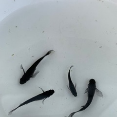 黒揚羽メダカ(ヒレ長)の画像