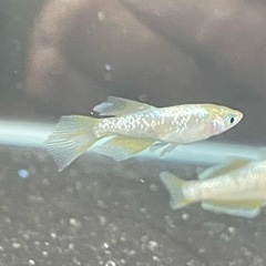 黄金ラメリアルロングフィン