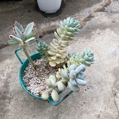 多肉植物