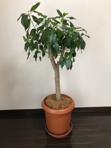 ガジュマル　観葉植物　大きめ