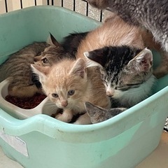 子猫8匹産まれました。8匹里親さんみつかりました、ありがとうござ...