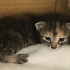 1ヶ月茶トラ３匹  希少茶トラお母さん　サビちゃんはきまりました。 - 猫