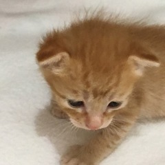 1ヶ月茶トラ３匹  希少茶トラお母さん　サビちゃんはきまりました。 - 貝塚市
