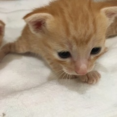 1ヶ月茶トラ３匹  希少茶トラお母さん　サビちゃんはきまりました。 − 大阪府