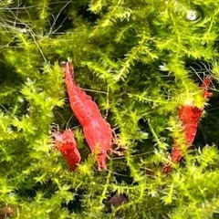 土日手渡し　レッドチェリーシュリンプ、烈火シュリンプ、ブラックモーリーの画像