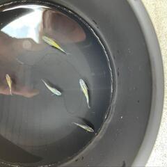 月弓　メダカの画像