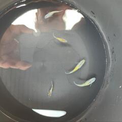 月弓　メダカ