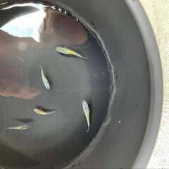月弓　メダカの画像