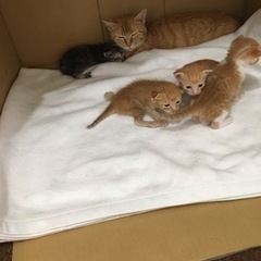 1ヶ月茶トラ３匹  希少茶トラお母さん　サビちゃんはきまりました。 - 里親募集