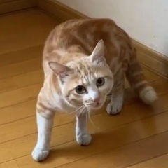 放し飼いされていた猫