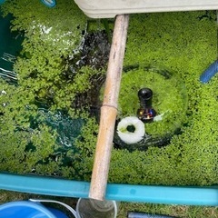 アオウキクサあげます。水草です。